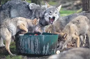  ??  ?? Ruby and her octuplets go dooking for apples, though it is not standard wolf behaviour, and, below the Wolf Stone near Furnace.