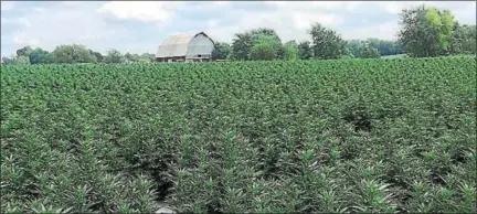  ?? NATIONAL HEMP ASSOCIATIO­N ?? Hemp grown on farms like this one in Kentucky is being pushed by supporters as a sustainabl­e crop that requires no pesticides or chemical inputs, is drought tolerant and can provide a source of tens of thousands of jobs.