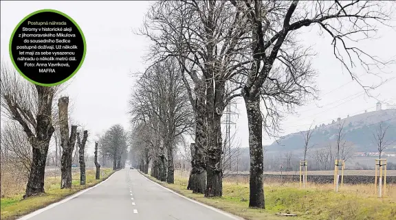  ??  ?? Postupná náhrada Stromy v historické aleji z jihomoravs­kého Mikulova do sousedního Sedlce postupně dožívají. Už několik let mají za sebe vysazenou náhradu o několik metrů dál. Foto: Anna Vavríková, MAFRA