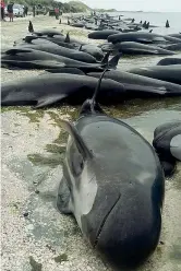  ?? (foto Anthony Phelps / Reuters) ?? Vittime Nella foto più a sinistra alcuni volontari versano dell’acqua sui cetacei per tenerli in vita: per molti di loro purtroppo non c’è stato nulla da fare, nonostante l’intervento di decine di persone. Qui a fianco alcune delle balene morte. Il...