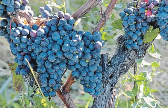  ?? KRISTINA INMAN SPECIAL TO THE ST. CATHARINES STANDARD ?? Grapes ready for harvest at Stratus.