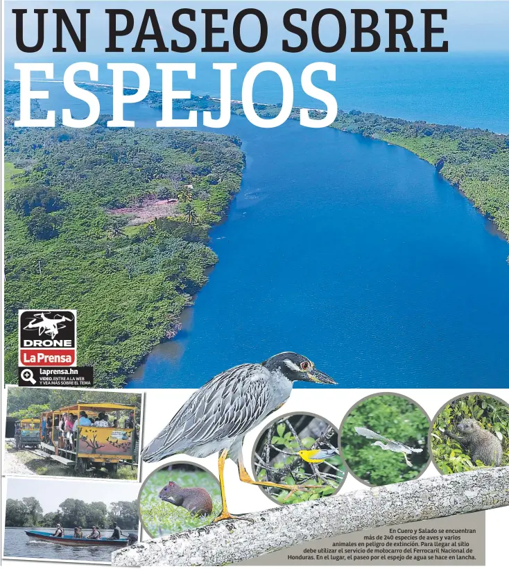  ??  ?? En Cuero y Salado se encuentran más de 240 especies de aves y varios animales en peligro de extinción. Para llegar al sitio debe utilizar el servicio de motocarro del Ferrocaril Nacional de Honduras. En el lugar, el paseo por el espejo de agua se hace...