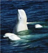  ?? FLIP NICKLIN ?? Bats, bobolinks and belugas are among the more than 400 species in Canada whose numbers have been in steep decline.