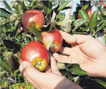  ?? FOTO: ROLAND RASEMANN ?? Zehn Meter müssen Obstplanta­gen künftig von Gewässern entfernt sein. Das belastet einige Landwirte massiv, sagen Bauernvert­reter.