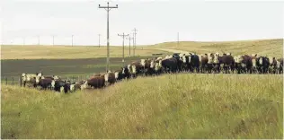  ?? PHOTO: STEPHEN JAQUIERY ?? Consumer choice . . . Beef could, in part, replace some of China’s pork consumptio­n; pictured are cattle on the move along Paerau Rd to new pasture, in the Styx Valley, near Patearoa, earlier this year.