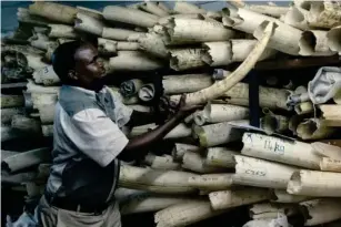  ?? (AFP via Getty I mages) ?? A member of staff of the Zimbabwe Nationa l Parks shows ivory stored inside a strong room during a tour of the stockpi l e by EU envoys, in Harare