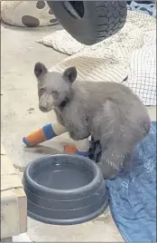  ?? LAKE TAHOE WILDLIFE CARE ?? A bear cub burned in a wildfire recovers at Lake Tahoe Wildlife Care in South Lake Tahoe in July.