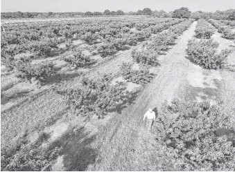 ?? Billy Calzada / San Antonio Express-News ?? Russ Studebaker strolls among the peach trees on his farm near Fredericks­burg recently. “We're really happy with the crop; it’s really nice, really tasty,” Studebaker said.