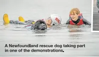  ?? ?? A Newfoundla­nd rescue dog taking part in one of the demonstrat­ions.