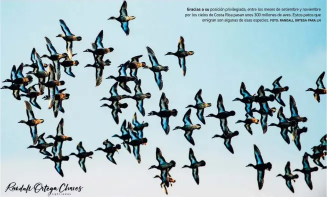  ?? FOTO: RANDALL ORTEGA PARA LN ?? Gracias a su posición privilegia­da, entre los meses de setiembre y noviembre por los cielos de Costa Rica pasan unos 300 millones de aves. Estos patos que
emigran son algunas de esas especies.