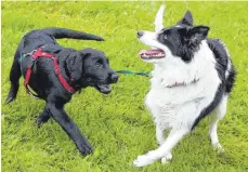  ?? FOTO: DPA ?? Für Hunde in Oslo sind schwere Zeiten angebroche­n, aber die beiden hier wissen davon noch nichts.