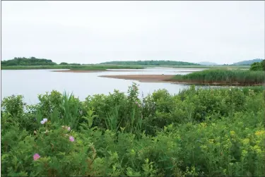  ?? COURTESY OF MADELINE BILIS ?? Madeline Bilis photograph­s a beautiful view of an inlet and the salt mist roses on Stage Island, located in Ipswich, during one of her hikes.