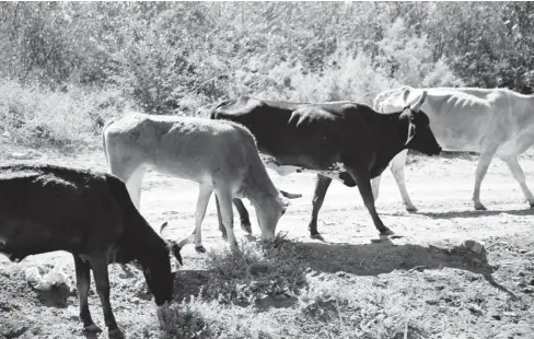  ?? FOTO: MAURICIO VALENZUELA ?? > La Asociación Ganadera Local ya valora la magnitud de la presencia de brucelosis en sus animales.