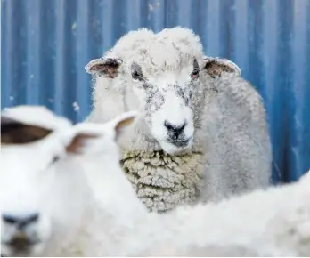  ?? Photo / NZME ?? A sheep in the early stages of facial eczema.