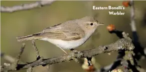  ??  ?? Eastern Bonelli’s Warbler