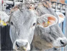  ?? FOTO: KARL-JOSEF HILDENBRAN­D/DPA ?? Allgäuer Braunvieh wird zunehmend durch Fleckvieh und andere Rassen verdrängt.