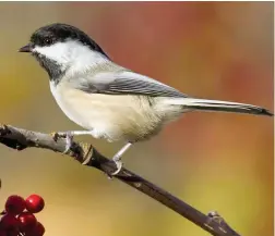  ?? PICTURE: NORA BOWERS/VIREO ?? UPBEAT TWEETS: Black-capped chickadees enliven the winter woods with their cheery-sounding chick-a-dee calls.