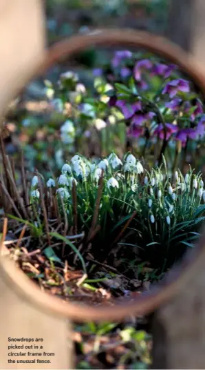  ??  ?? Snowdrops are picked out in a circular frame from the unusual fence.