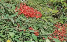  ?? [PHOTO PROVIDED] ?? Nandina