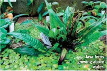  ?? ?? Java ferns growing above water.