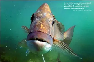  ?? PHOTO: PETER DRURY/STUFF ?? A new fisheries report recommends investigat­ing whether to remove the minimum size limits for some species, including snapper.