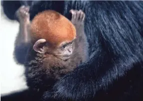  ?? MAX GERSH, MAX GERSH / THE COMMERCIAL APPEAL ?? Reed, a baby Francois’ langur, clings to an adult in the exhibit space Wednesday, Aug. 26, 2020, at the Memphis Zoo.