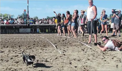  ?? GORD HOWARD, THE NIAGARA FALLS REVIEW THE NIAGARA FALLS REVIEW ?? The wiener dogs were the stars Sunday when the Fort Erie Race Track held its first-ever wiener dog races.