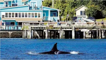  ?? JARED TOWERS ?? Visitors watch an orca surface in the waters near a hotel in Alert Bay, British Columbia, Canada.