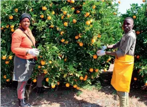  ?? ?? Local farmworker­s in action during harvest time in a citrus farmland in South Africa
