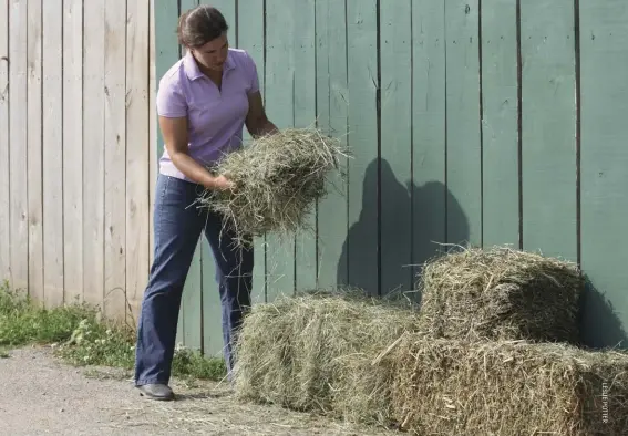  ??  ?? Break open a bale or two to inspect for mold before making a bulk purchase from one cutting.