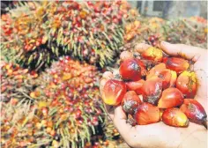  ??  ?? Mah says Malaysia’s palm oil and palm oil product exports to June this year rose by 28.7 per cent to RM38.4 billion compared to RM29.9 billion in the same period last year. — AFP photo