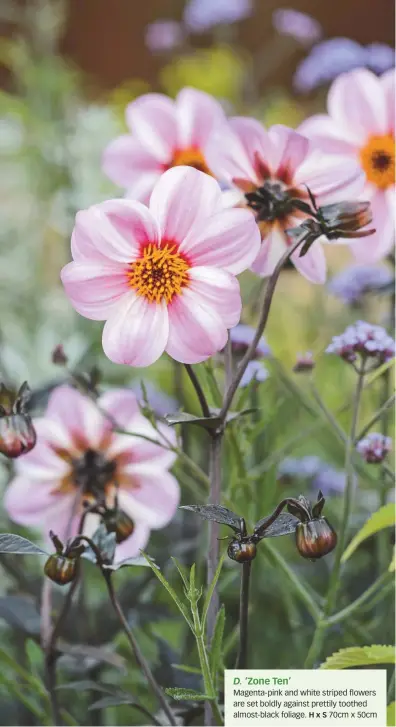  ??  ?? D. ‘Zone Ten’
Magenta-pink and white striped flowers are set boldly against prettily toothed almost-black foliage. Hx S 70cm x 50cm