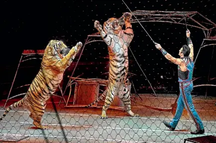  ?? PHOTO: WASHINGTON POST ?? Alexander Lacey and his big cat show were a crowd favorite at the Ringling Bros. and Barnum & Bailey Circus’ last show, which took place in Uniondale, New York.