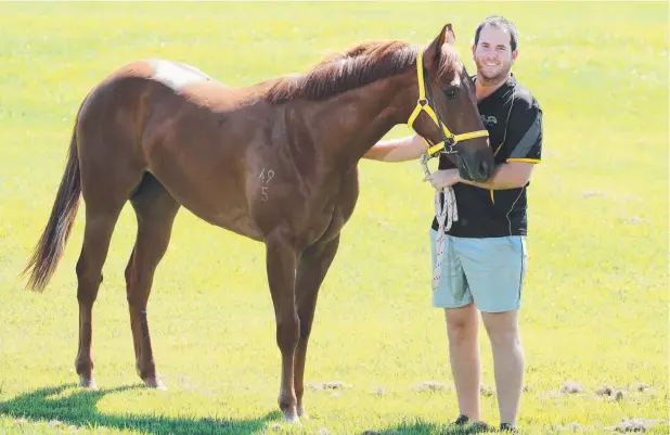  ?? Picture: ANNA ROGERS ?? PROMISING: Rowe Racing stable foreman Peter Rowe with Chips A Plenty, who is running at Townsville’s Cluden Park today.