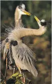  ?? ILANA BLOCK. ?? Great blue herons, photograph­ed in the Wakodahatc­hee Wetlands in Florida.