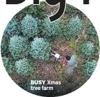  ??  ?? BUSY Xmas tree farm