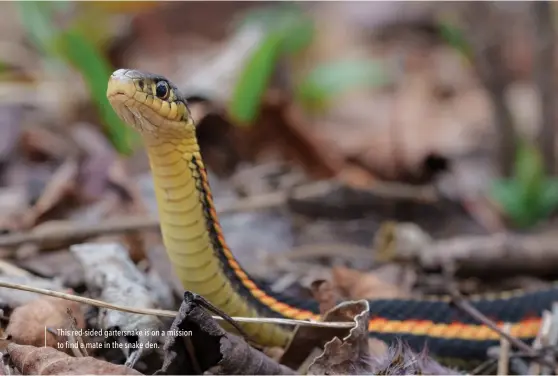  ?? ?? This red-sided gartersnak­e is on a mission to find a mate in the snake den.