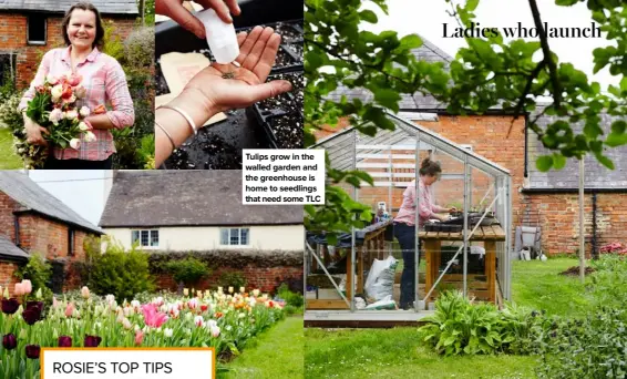  ??  ?? Tulips grow in the walled garden and the greenhouse is home to seedlings that need some TLC