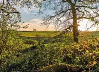  ??  ?? As dusk falls, the greens of the woodland and fields, and blue of the darkening sky are accentuate­d by the low light.