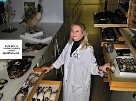  ?? DATA COMPILED BY BLOOMBERG ?? Carla Dove in the Smithsonia­n’sfeather identifica­tion lab