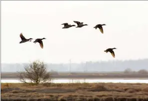  ??  ?? When a flock of ducks comes within shooting range, it’s important to pick a single bird from the flock and focus intently on killing that one bird. Failure to focus leads to missed shots and wounded ducks.