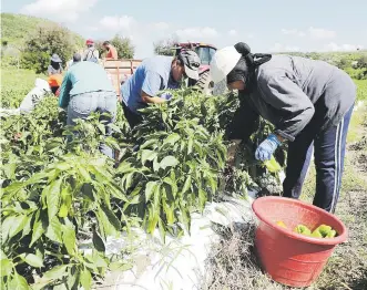  ?? (archivo) ?? En principio parece haber consenso de que el salario mínimo actual de $7.25 no es suficiente para cubrir las necesidade­s del que lo recibe.