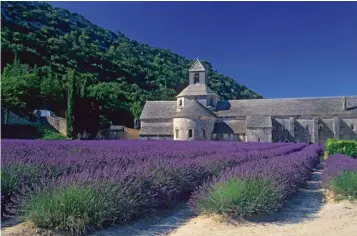  ??  ?? L’abbaye de Sénanque au milieu des champs de lavande fleuris en début juillet.