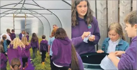  ??  ?? Pupils from Lundavra Primary learning about growing their own food in their new polytunnel, above, and potatoes grown at the school have made it onto the lunch menu.