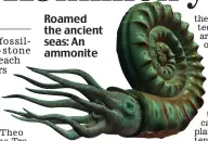  ??  ?? Roamed the ancient seas: An ammonite