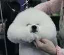  ?? Picture: Reuters ?? TOP DOG. Donald, a bichon frise, is groomed in New York on Monday.