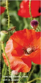  ??  ?? Grow bee-friendly plants such as poppies.