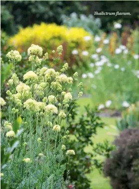  ??  ?? Thalictrum flavum.