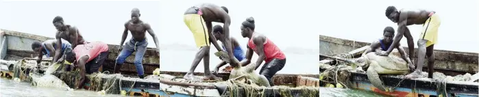  ?? — AFP photos ?? Combinatio­n of photos show Senegalese fishermen saving a sea turtle from their fishing nets in Joal, Senegal where people are being made aware of the importance to save endangered species, which regulate the ecosystem and help maintain fish abundance.