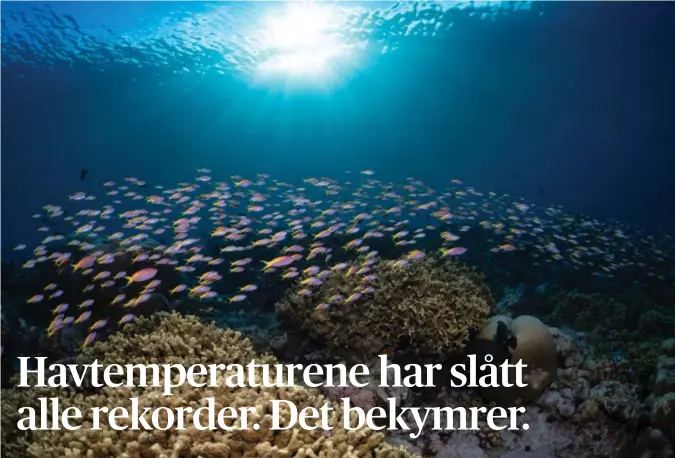  ?? Foto: Ocean Census, AP / NTB ?? ⮉ Livet i havet er truet av de høye temperatur­ene i vannet. Dette bildet fra havet utenfor Maldivene ble tatt i fjor høst.